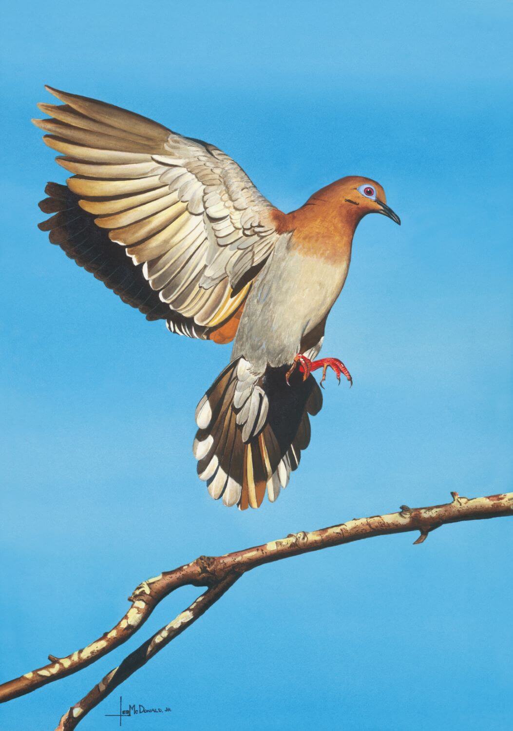 "Easy Landing Whitewing Dove"