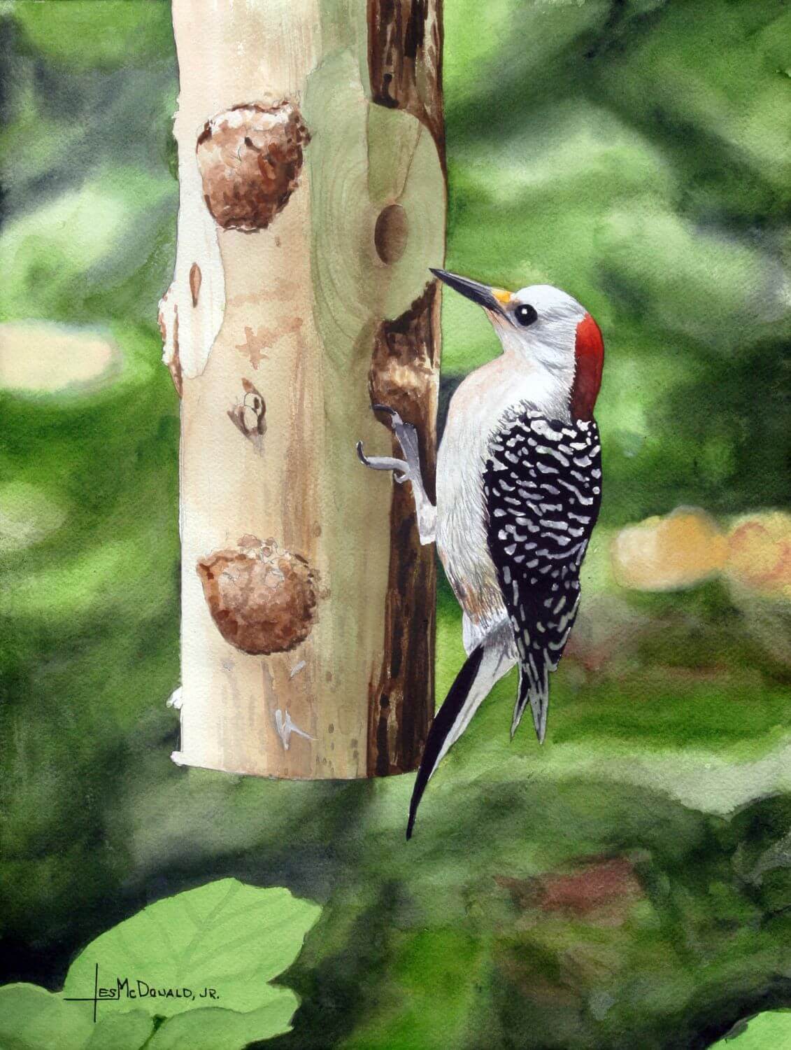"Red-bellied Woodpecker"