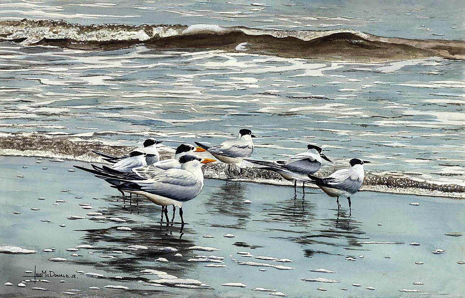"Shoreline Terns"