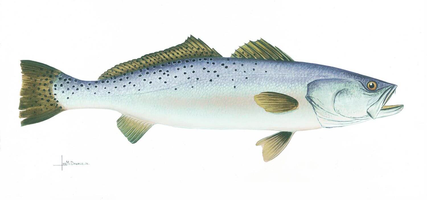 "Speckled Trout"