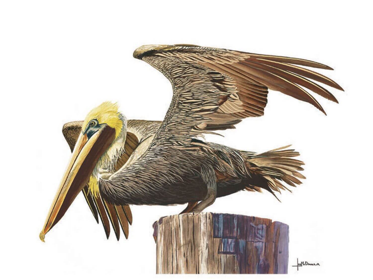 "Taking Flight Brown Pelican"