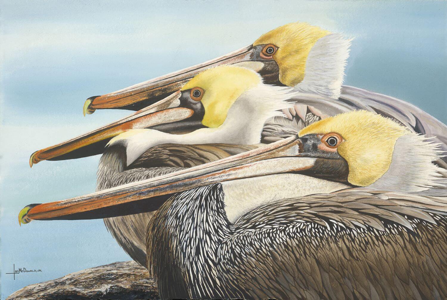 The Gathering Brown Pelicans